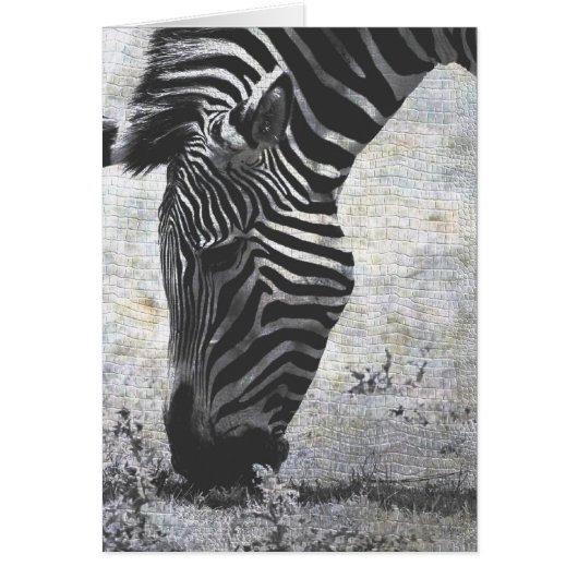 Zebra (Voorkant)