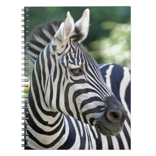 Zebra 001 notitieboek (Voorkant)