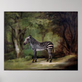 Zebra (1763) poster (Voorkant)