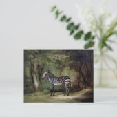 Zebra (1763) schilderij briefkaart (Staand voorkant)
