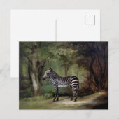 Zebra (1763) schilderij briefkaart (Voorkant / Achterkant)