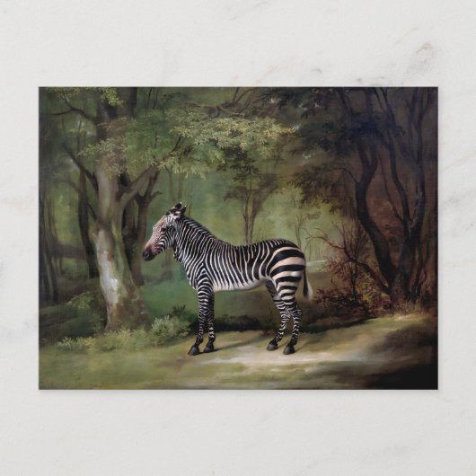 Zebra (1763) schilderij briefkaart (Voorkant)