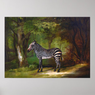 Zebra (1763) schilderij door George Stubbs Poster