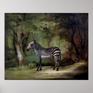 Zebra (1763) schilderij poster