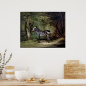 Zebra (1763) schilderij poster (Keuken)