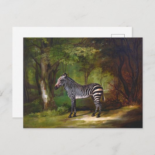 Zebra (1763) schilderij van George Stubbs Briefkaart (Voorkant / Achterkant)