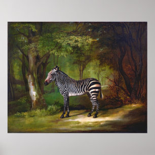 Zebra (1763) schilderij van George Stubbs Poster
