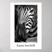 Zebra #1 Equus burchelli Poster (Voorkant)