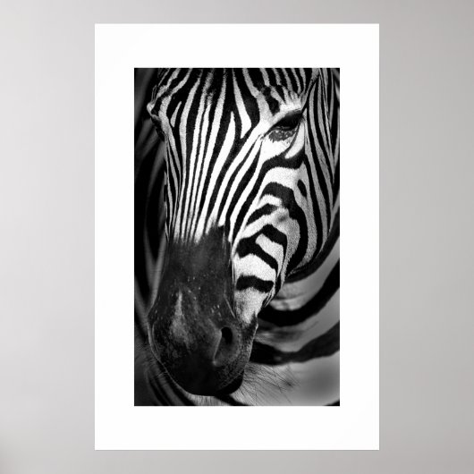 Zebra #1 poster (Voorkant)