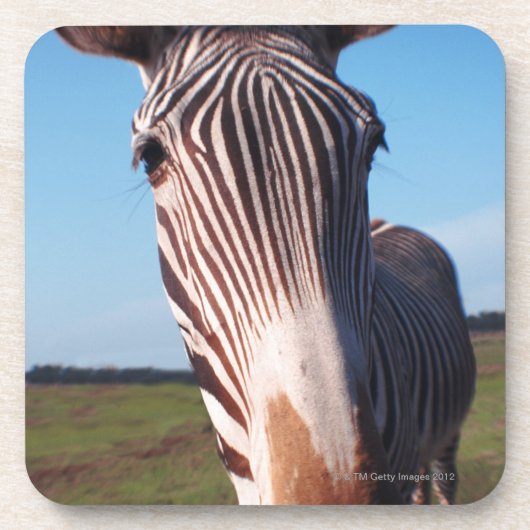 zebra 2 bier onderzetter (Voorkant)