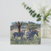 ZEBRA 2 BRIEFKAART (Staand voorkant)