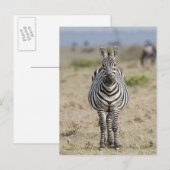 Zebra 2 briefkaart (Voorkant / Achterkant)