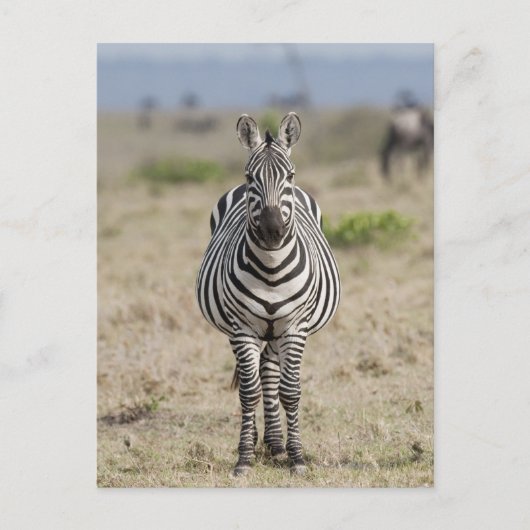 Zebra 2 briefkaart (Voorkant)