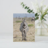 Zebra 2 briefkaart (Staand voorkant)