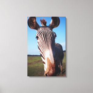 zebra 2 canvas afdruk