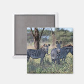 ZEBRA 2 MAGNEET (Voorkant / Achterkant)