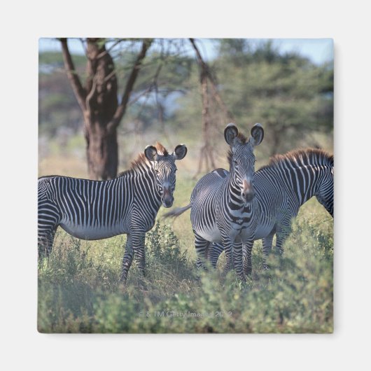 ZEBRA 2 MAGNEET (Voorkant)