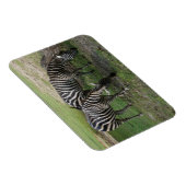 Zebra #2 Magnet Magneet (Rechterzijde)