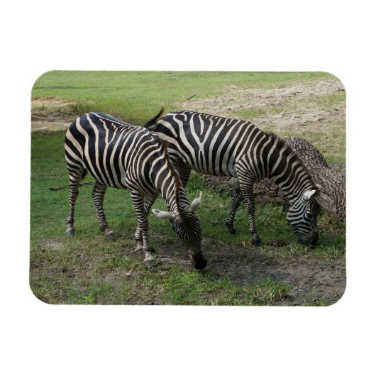 Zebra #2 Magnet Magneet (Horizontaal)