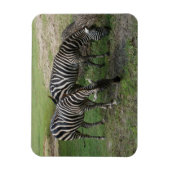 Zebra #2 Magnet Magneet (Verticaal)