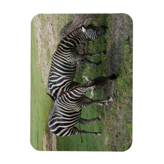 Zebra #2 Magnet Magneet (Verticaal)