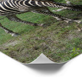 Zebra #2 Poster (Hoek)