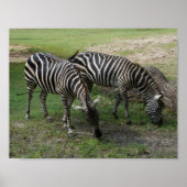 Zebra #2 Poster (Voorkant)