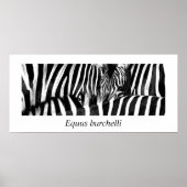Zebra #2-Poster Poster (Voorkant)