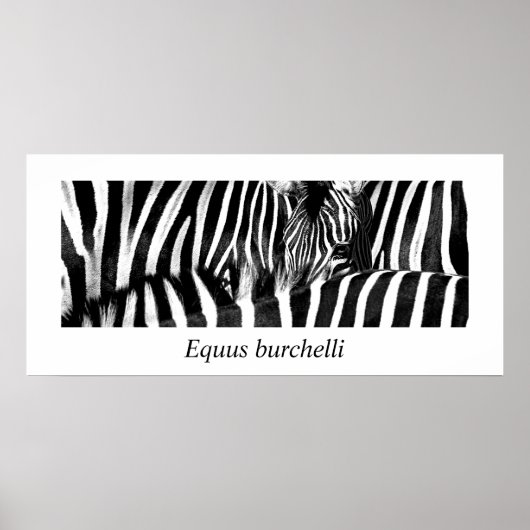 Zebra #2-Poster Poster (Voorkant)