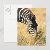 Zebra 2 van Burchell Briefkaart (Voorkant / Achterkant)
