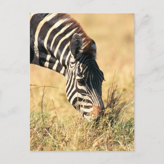 Zebra 2 van Burchell Briefkaart (Voorkant)