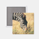 Zebra 2 van Burchell Magneet (Voorkant / Achterkant)