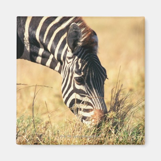 Zebra 2 van Burchell Magneet (Voorkant)