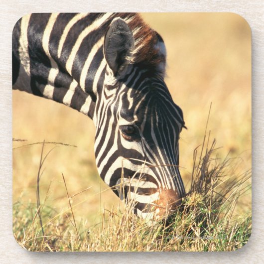 Zebra 2 van Burchell Onderzetter (Voorkant)
