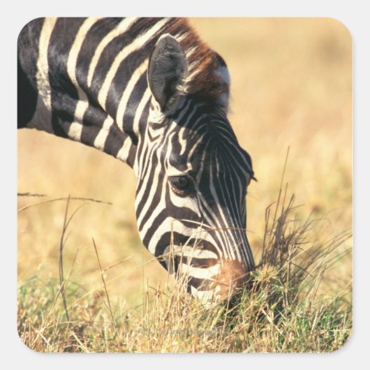 Zebra 2 van Burchell Vierkante Sticker (Voorkant)