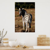 Zebra achter het schilderen poster (Keuken)