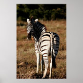 Zebra achter het schilderen poster (Voorkant)