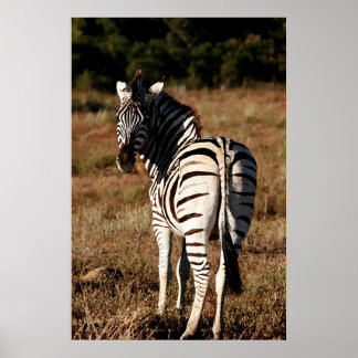 Zebra achter het schilderen poster