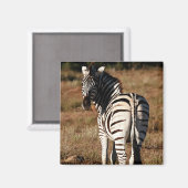 Zebra achter magneet (Voorkant / Achterkant)