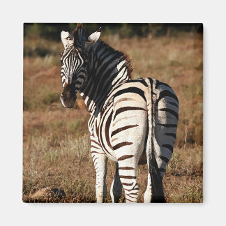 Zebra achter magneet