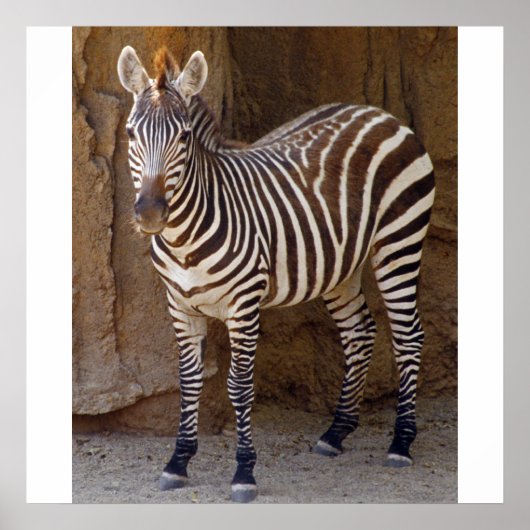 Zebra Afbeelding Poster (Voorkant)