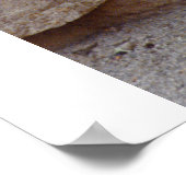 Zebra Afbeelding Poster (Hoek)