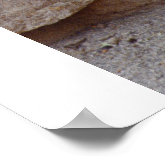 Zebra Afbeelding Poster (Hoek)