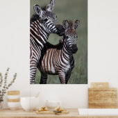 Zebra Afrikaanse Poster in wilde natuur (Keuken)