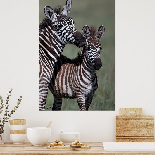 Zebra Afrikaanse Poster in wilde natuur (Keuken)