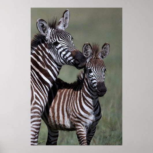 Zebra Afrikaanse Poster in wilde natuur (Voorkant)