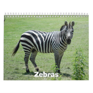 Zebra agenda, Zebras Kalender