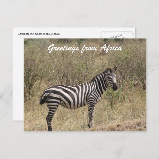 zebra alleen briefkaart (Voorkant / Achterkant)