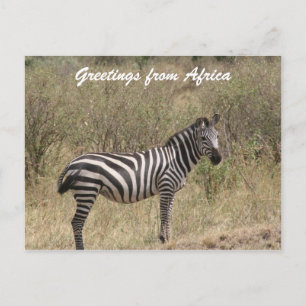 zebra alleen briefkaart