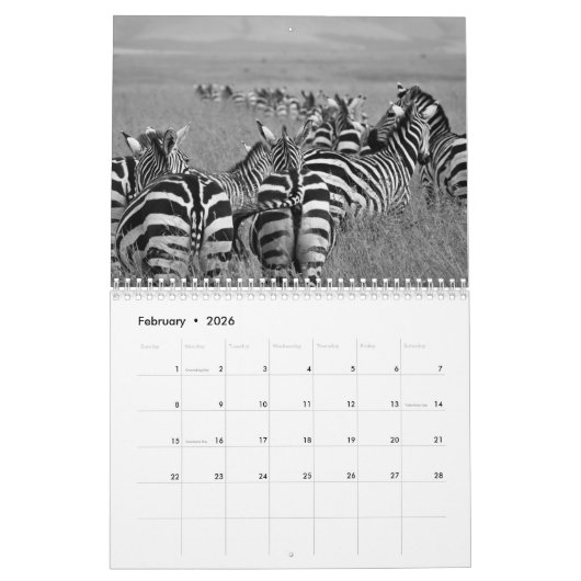 Zebra animal B/W Kalender (Feb 2026)